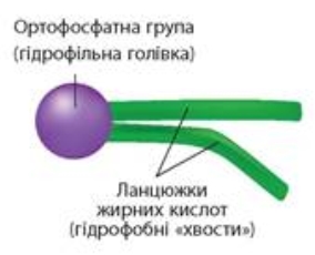 https://history.vn.ua/pidruchniki/sobol-biology-and-ecology-10-class-2018-standard-level/sobol-biology-and-ecology-10-class-2018-standard-level.files/image137.jpg